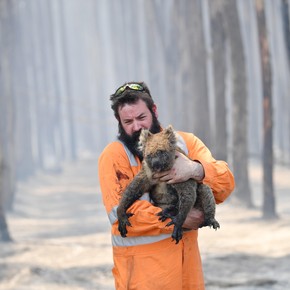Mueren mil millones de animales por el fuego