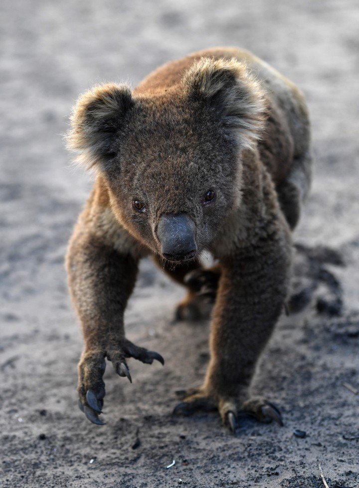 Un koala herido por el fuego. DPA