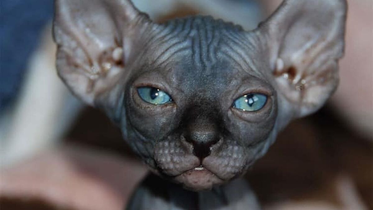 gato elfo