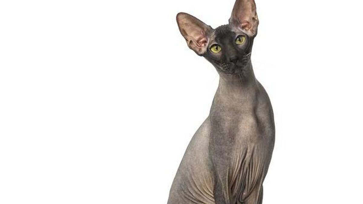 peterbald