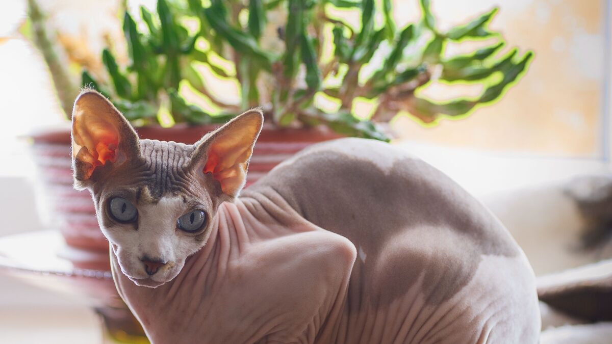sphynx