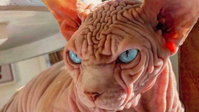 No todos los gatos tienen pelo: ¿conocías estas razas?