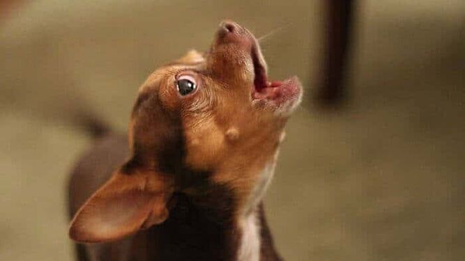 Este es el síndrome del perro pequeño: motivos por los que ladran tanto