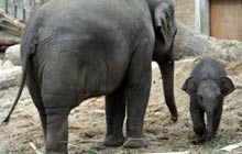 Artis zoo amsterdam