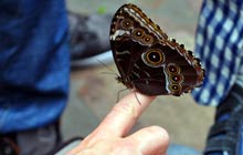 Artis zoo mariposa