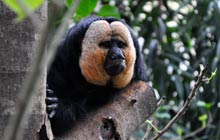 Artis zoo