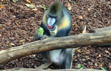 Artis zoo amsterdam monos