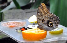 Artis zoo de Amsterdam