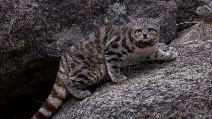 Dos ejemplares de gatos andinos fueron avistados en la reserva de Villavicencio Dos ejemplares de gatos andinos fueron avistados en la reserva de Villavicencio