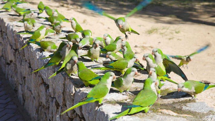 La cotorra argentina La cotorra argentina