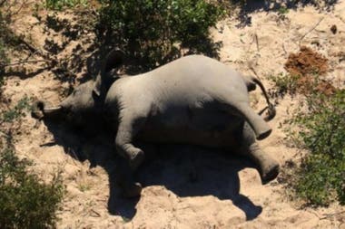 Aseguran que los elefantes murieron debido a la presencia de un tipo de toxinas que suelen encontrarse en sus pozos de agua