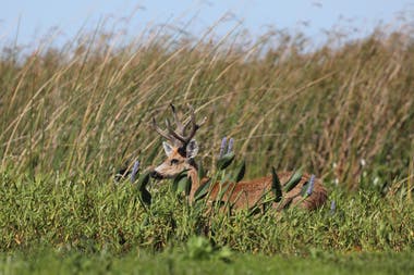 El ciervo de los pantanos es otra de las especies que conviven en la zona
