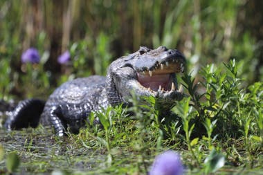 Los yacarés descansan a la orilla de ríos y lagunas