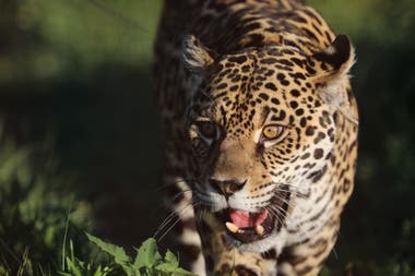 El yaguaraté estaba casi extinto y CLT está trabajando en su reintroducción