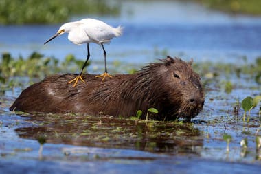 El carpincho y la garza, dos especies habituales de los Esteros del Iberá