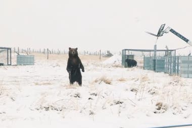 El momento de la liberación en el santuario de Colorado, Estados Unidos.