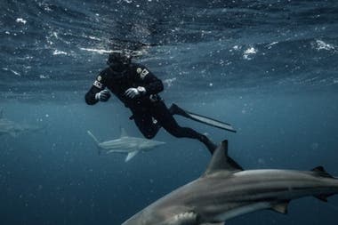 El hallazgo el singular ejemplar de escualo forma parte de un documental que puede verse este mes en Discovery Channel