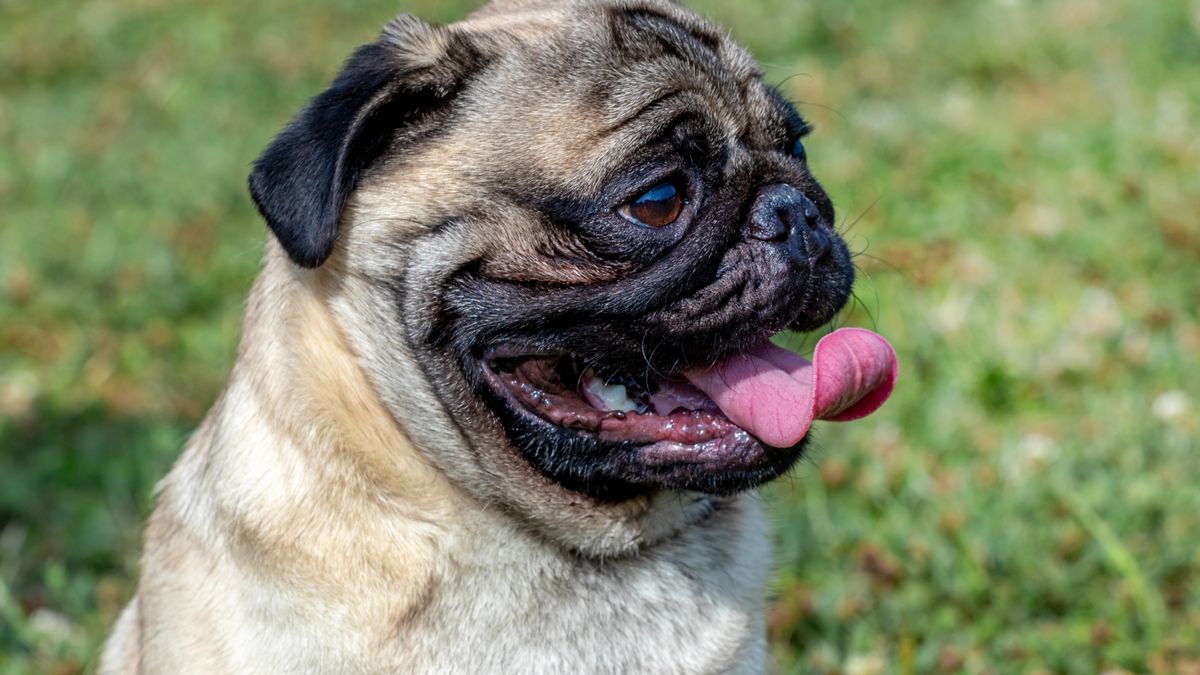 Las mejores razas para estar con niños: Pug o carlino Las mejores razas para estar con niños: Pug o carlino