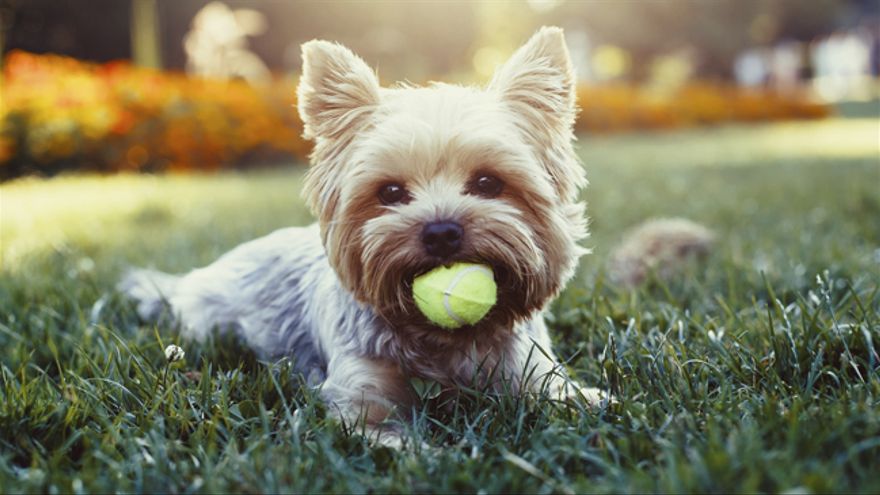 Yorkshire terrier. Yorkshire terrier.