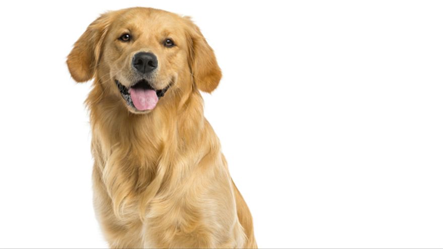 Golden retriever. Golden retriever.