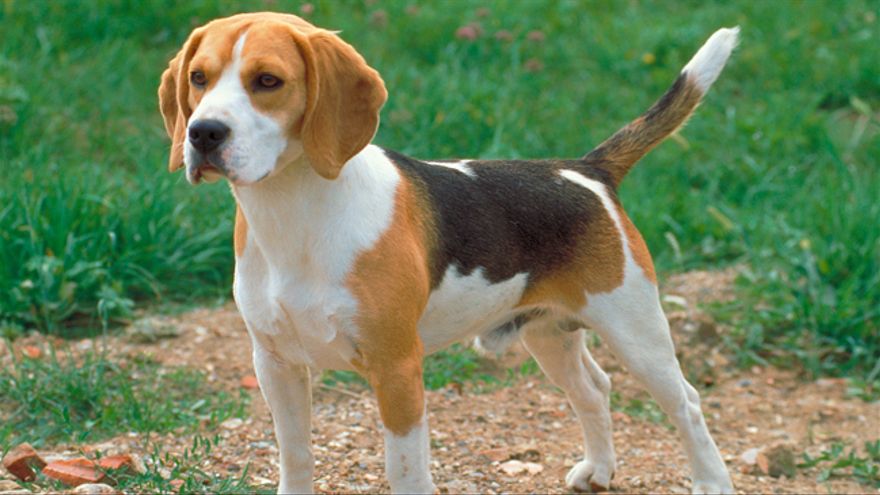 Beagle. Beagle.