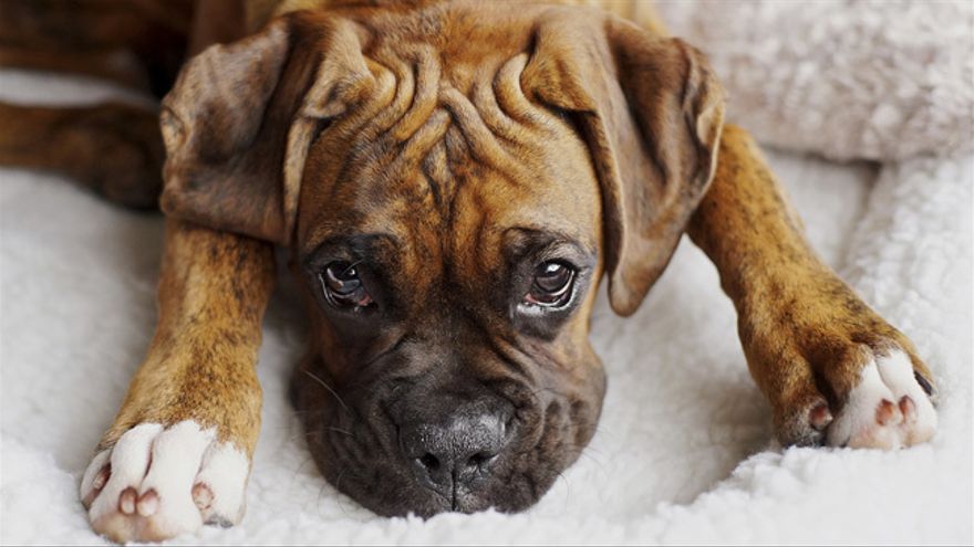 Boxer. Boxer.