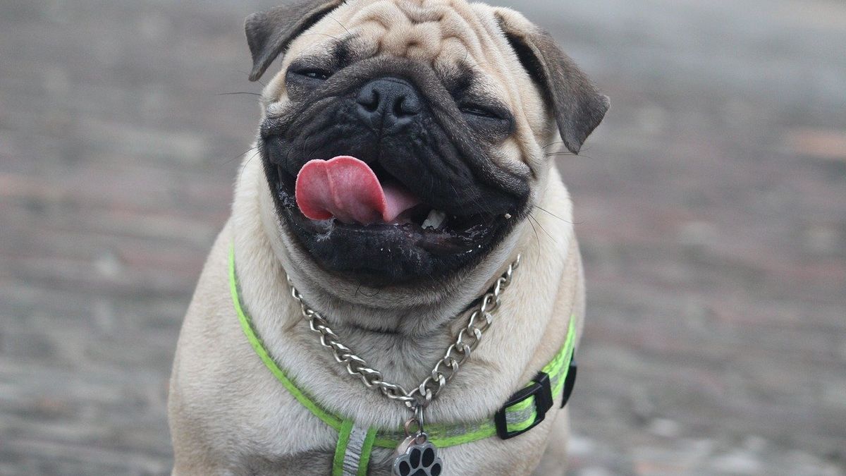 Las 10 mejores razas de perro para convivir con niños. Las 10 mejores razas de perro para convivir con niños.