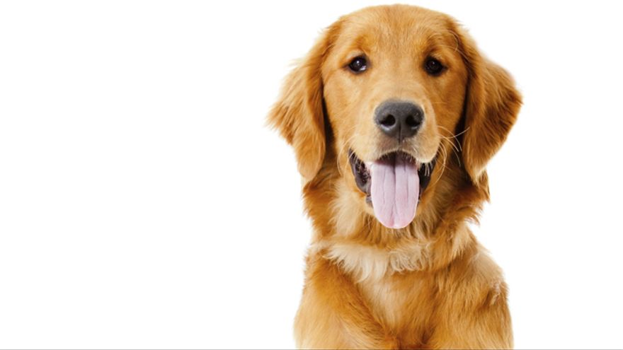 Labrador. Labrador.