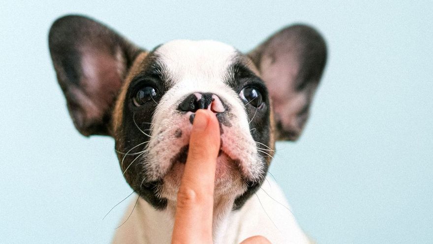 ¿Cómo hacer que mi perro no ladre tanto?
