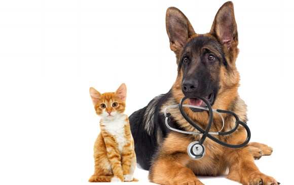 Después de los siete años las visitas al médico veterinario deben hacerse con más frecuencia e incluir exámenes y ecografías que permitan diagnosticar a tiempo las afecciones. FOTO sstock