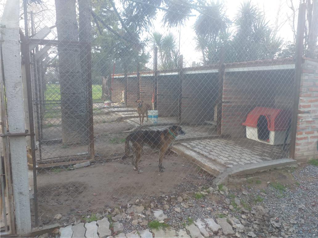 nota la martona perros