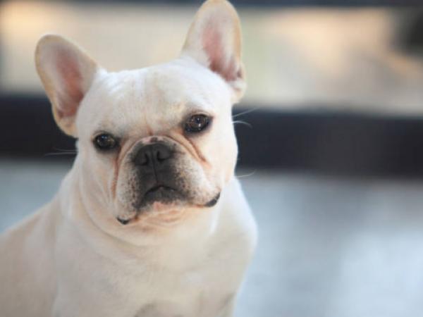 Bulldog