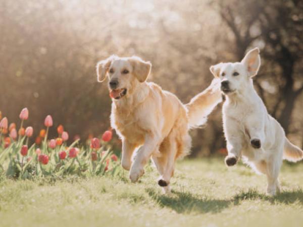 Perros corriendo