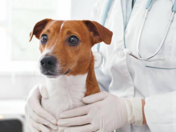 Perro en veterinaria
