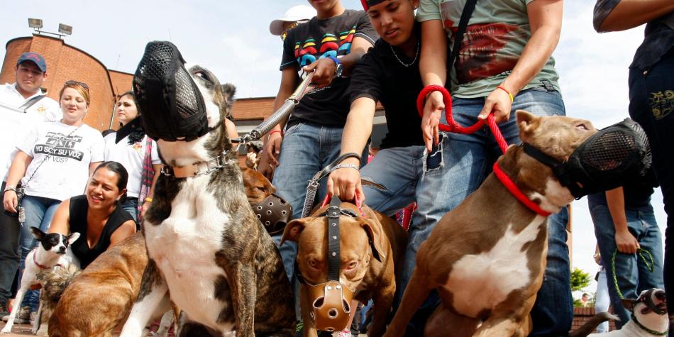 Perros