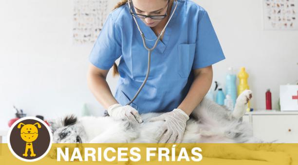 Entre los síntomas más comunes en perros están la secreción nasal y la tos. Esto debe ser evaluado por un veterinario