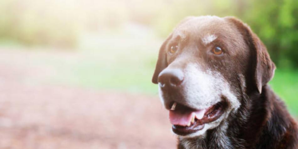 Perro