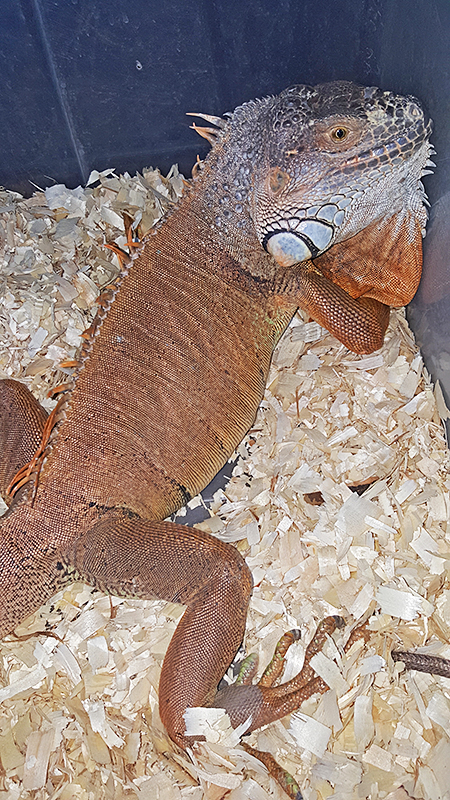 IGUANA PUERTO CRUZ 20 OCTUBRE 2017 IGUANA PUERTO CRUZ 20 OCTUBRE 2017