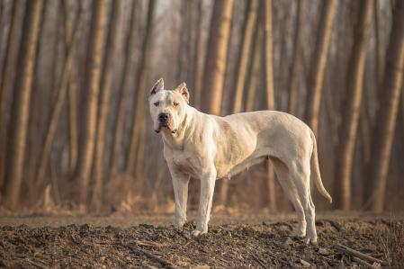 Dogo argentino