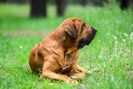 Fila brasileño
