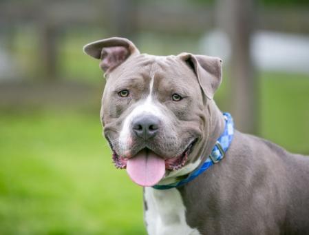 Pitbull