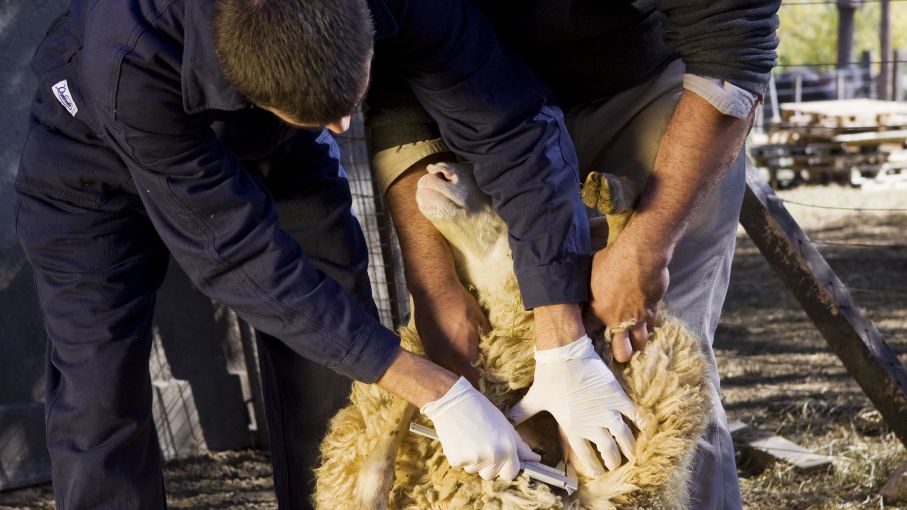 El Senasa ofrece cursos de acreditación y reacreditación en sanidad animal