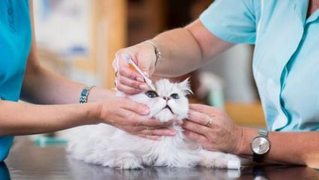 Gato en el veterinario