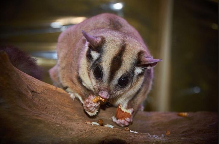 Las ardillas de azúcar son pequeñas y dóciles, por lo que no necesitan mucho espacio. El problema es que deben vivir en grupos para no coger depresión y su dieta es bastante complicada, ya que comen larvas e insectos.