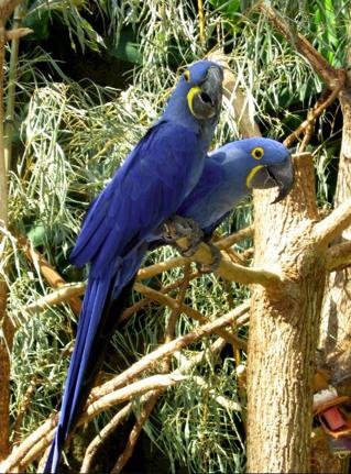 El guacamayo azul o violeta es nativo de Sudamérica y, como indica su nombre, tiene un color bastante espectacular. Suele ser bastante tranquilo aunque muy ruidoso. También es un ave cariñosa. Por otro lado, su dieta es muy estricta, ya que es muy delicado.