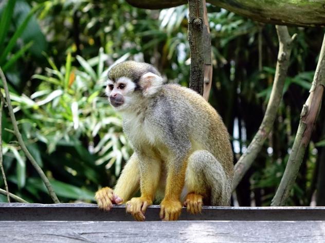 El mono ardilla, aunque sea un animal exótico bastante acogido, requiere cuidados especiales y que se eduquen desde bebés. Además, requieren de un veterinario especializado, aunque en cuanto a la alimentación es bastante sencillo.