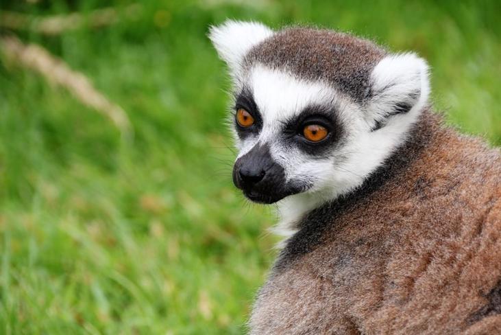 Los lémures son animales, la mayoría, procedentes de Madagascar. Aunque no suelen ser agresivos, los machos son bastante más dóciles que las hembras.