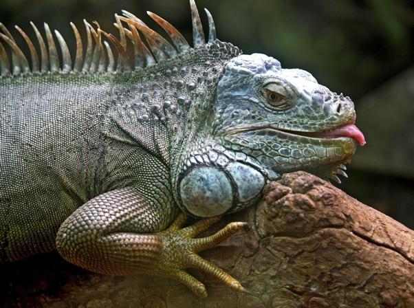 La iguana es uno de los animales exóticos más comunes de los últimos años. Son animales omnívoros y dóciles. Se integran perfectamente en una casa y conviven perfectamente con los humanos.