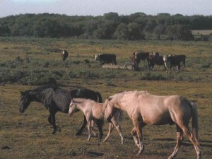caballos-y-vacas-204