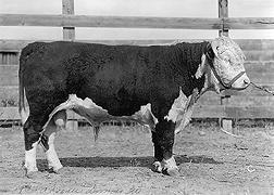 Advance Domino 20, un hijo de Advance Domino 13, del cual desciende toda la Línea 1 Hereford (D1695-1).